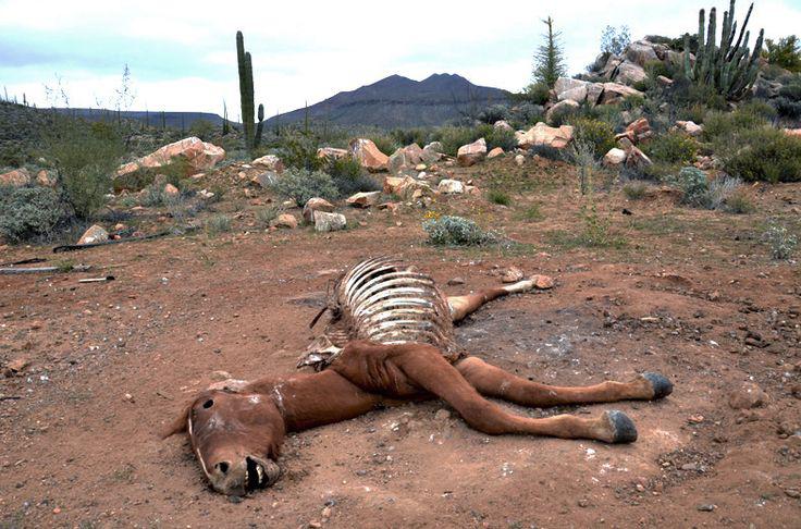 Dead Horse.jpg