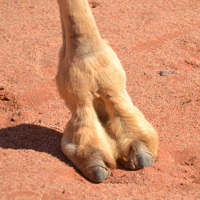 camel+foot.png