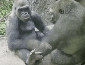 Gorilla messing with his friend in a very humanlike way. - Imgur.gif