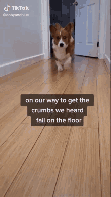 on-our-way-to-get-the-crumbs-we-heard-fall-on-the-floor-running.gif.2483ef413b2c121248a57ee1c9870d5f.gif