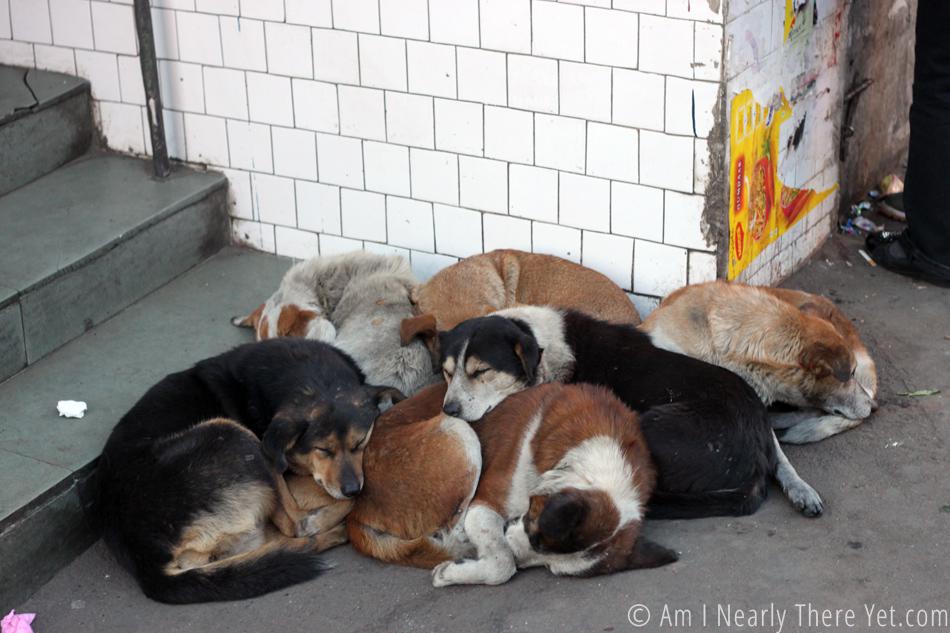 photo-of-the-day_sleeping-dogs.jpg